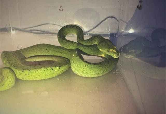 A snake that was smuggled by two men who were detailed at Chennai airport. A snake that was smuggled by two men who were detailed at Chennai airport.