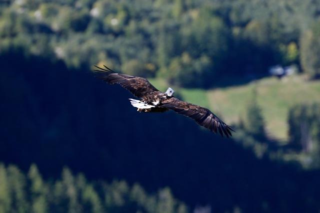 The idea of eagle flying over the Alps aims to raise awareness about global warming. (REUTERS) The idea of eagle flying over the Alps aims to raise awareness about global warming. (REUTERS)