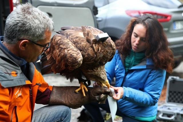 Falconers Eva Meyrier and Jacques Olivier Travers prepare Victor. (REUTERS) Falconers Eva Meyrier and Jacques Olivier Travers prepare Victor. (REUTERS)