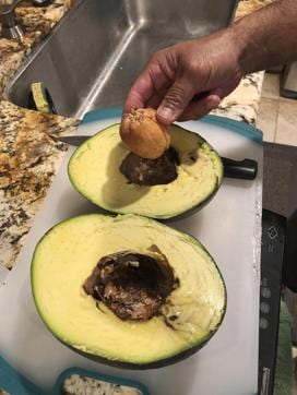 The world’s heaviest avocado. (AP) The world’s heaviest avocado. (AP)