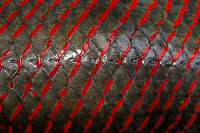 The skin of an arapaima or pirarucu, the largest freshwater fish species in South America. (REUTERS) The skin of an arapaima or pirarucu, the largest freshwater fish species in South America. (REUTERS)
