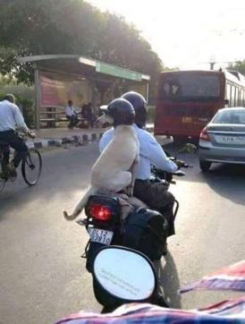 Image shows a dog wearing helmet while riding bike. Image shows a dog wearing helmet while riding bike.