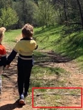 The people who took the picture noticed the snake much later when they again looked at the image. The people who took the picture noticed the snake much later when they again looked at the image.