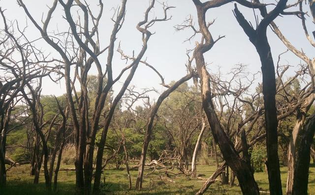 More than 100 trees spread over 10-acre land of City Forest near Rock Garden and Sukhna Lake have dried up after the release of untreated sewage. (GURMINDER SINGH/HT) More than 100 trees spread over 10-acre land of City Forest near Rock Garden and Sukhna Lake have dried up after the release of untreated sewage. (GURMINDER SINGH/HT)