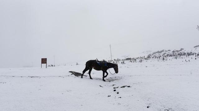 A horse during the first snowfall of the season in Sonamarg, some 90 kilometers from Srinagar, Jammu and Kashmir, on Wednesday, November 06, 2019. (Waseem Andrabi/HT Photo) A horse during the first snowfall of the season in Sonamarg, some 90 kilometers from Srinagar, Jammu and Kashmir, on Wednesday, November 06, 2019. (Waseem Andrabi/HT Photo)