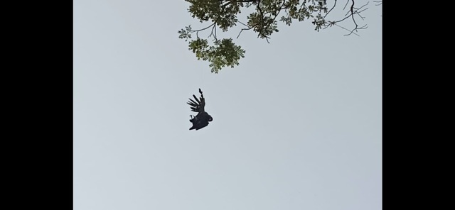 The crows hanging from the manjha. (HT PHOTO)
