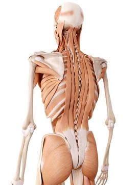 Deadlift works all the muscles on the back of the body (Shutterstock) Deadlift works all the muscles on the back of the body (Shutterstock)