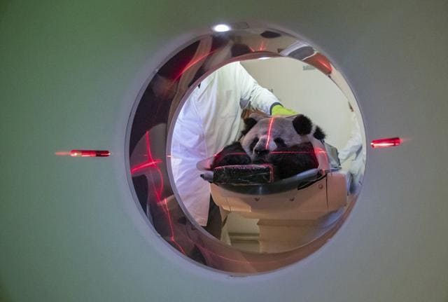 Nine years old male Panda Jiao Ling is being prepared for CT scan. (AP) Nine years old male Panda Jiao Ling is being prepared for CT scan. (AP)