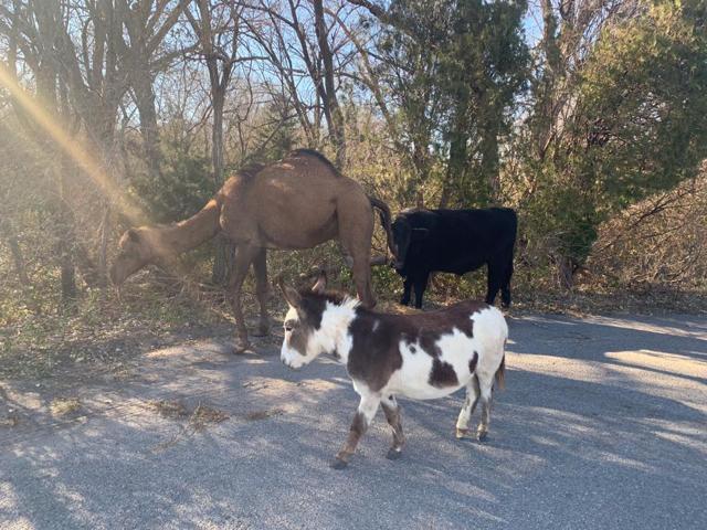 The image shows a camel, a cow, and a donkey roaming together. The image shows a camel, a cow, and a donkey roaming together.