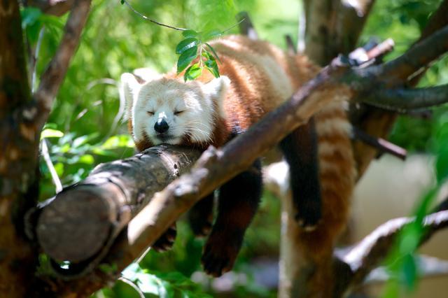 Red panda lying on a tree branch (representational image).