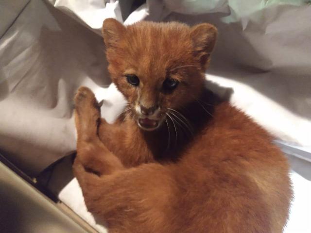 The jaguarundi puma is handed over to Argentine Animal Rescue Foundation. The jaguarundi puma is handed over to Argentine Animal Rescue Foundation.