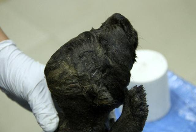 The ice age puppy is 18,000-year-old. (Twitter/Love Dalén) The ice age puppy is 18,000-year-old. (Twitter/Love Dalén)