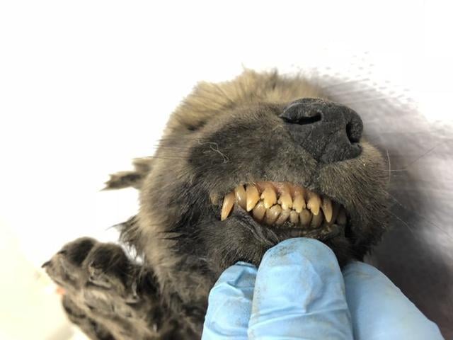 The preserved animal has whiskers, eyelashes, velvety nose, thick hair, and sharp milk teeth. (Twitter/Centre for Palaeogenetics) The preserved animal has whiskers, eyelashes, velvety nose, thick hair, and sharp milk teeth. (Twitter/Centre for Palaeogenetics)