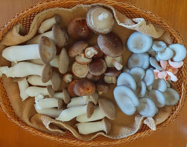 Pink, king and elm oyster mushrooms grown by former patent lawyer Namrata Goenka (bottom (Courtesy: Namrata Goenka) Pink, king and elm oyster mushrooms grown by former patent lawyer Namrata Goenka (bottom (Courtesy: Namrata Goenka)