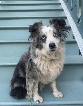 Image shows a blue-eyed miniature Australian Shepherd named Jackson. (AP) Image shows a blue-eyed miniature Australian Shepherd named Jackson. (AP)