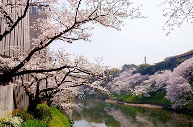 Sakura blooms in Tokyo. (Instagram/bearlion)