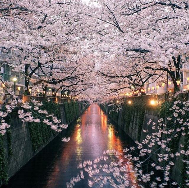 Canal in Nakameguro. (Instagram/tokyo)