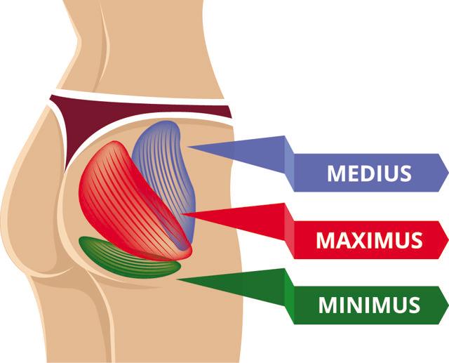 When you do single leg exercises, the smaller glute muscles have to work overtime to stabilise the working leg leading to a better overall development of all the Glute muscles (Shutterstock) When you do single leg exercises, the smaller glute muscles have to work overtime to stabilise the working leg leading to a better overall development of all the Glute muscles (Shutterstock)