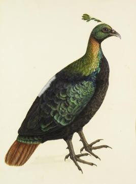 HIMALAYAN MONAL (IMPEYAN PHEASANT) HIMALAYAN MONAL (IMPEYAN PHEASANT)