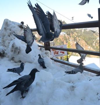 Pigeons feeding on chickpeas as snow covered most of the hillsides in Shimla. (Deepak Sansta/HT) Pigeons feeding on chickpeas as snow covered most of the hillsides in Shimla. (Deepak Sansta/HT)