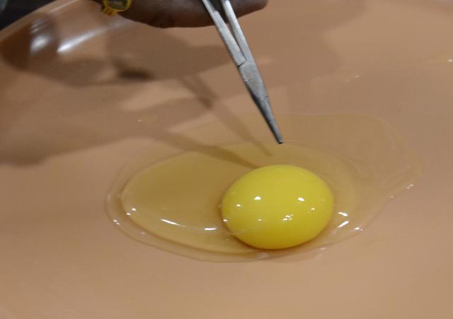 Experts dispelled rumours regarding plastic eggs through demonstrations at the press meet on Monday. (Ravindra Joshi/HT PHOTO) Experts dispelled rumours regarding plastic eggs through demonstrations at the press meet on Monday. (Ravindra Joshi/HT PHOTO)