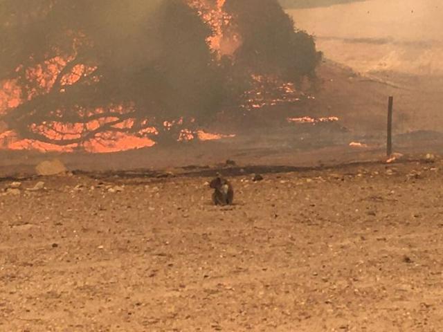 A koala stands in the field with bushfire burning in the background, in Kangaroo Island, Australia January 9, 2020 in this still image obtained from social media. (via REUTERS)