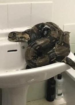 8-foot-long Boa Constrictor snake broke in to a house.