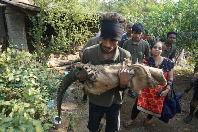 A man carrying the rescued crocodile. (HT Photo/Praful) A man carrying the rescued crocodile. (HT Photo/Praful)