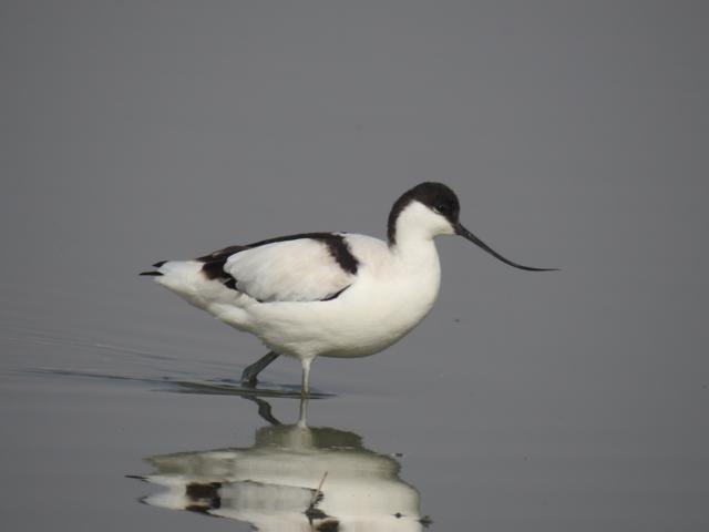 Water birds are one of the key indicators of wetlands health. (HT PHOTO.)