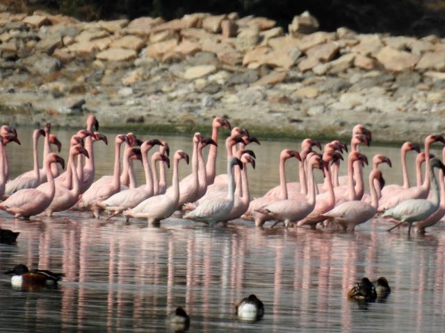 The rise in the number of birds is a good sign at a time when a report by the environment ministry rated the Sambhar Lake among the eight worst-rated wetlands in the country for ecosystem management. (HT PHOTO.)