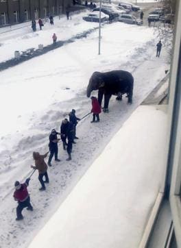 Circus workers pull an elephant in Russia. (AP)