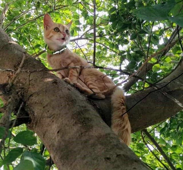 While camping out with his human, Adrak the ginger cat had loads of fun exploring every nook and corner of the grounds, but always returned to his human. “I guess the chicken bones helped,” says his human Sukhsharan Sidhu. (Courtesy: Sukhsharan Sidhu) While camping out with his human, Adrak the ginger cat had loads of fun exploring every nook and corner of the grounds, but always returned to his human. “I guess the chicken bones helped,” says his human Sukhsharan Sidhu. (Courtesy: Sukhsharan Sidhu)