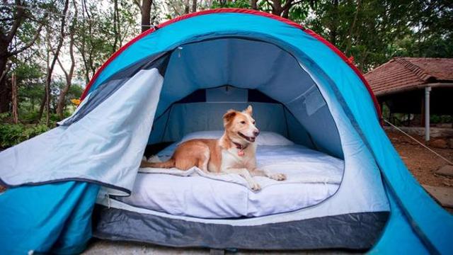 Many glamping sites, like Wag-a-Bond in Karjat, Maharashtra, are being set up as “human-friendly pet resorts”. They come with obstacle courses, canine swimming pools, a bed for the little one, and programmes that factor in your pet when planning hikes, boating excursions, etc. (Zcyphher) Many glamping sites, like Wag-a-Bond in Karjat, Maharashtra, are being set up as “human-friendly pet resorts”. They come with obstacle courses, canine swimming pools, a bed for the little one, and programmes that factor in your pet when planning hikes, boating excursions, etc. (Zcyphher)