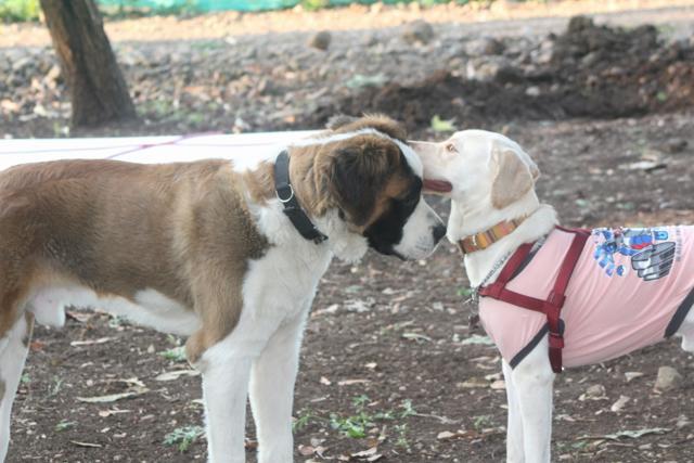 At Mihir Sahasrabuddhe’s Bork Nights, many dogs meet each other for the first time. “You can tell if a dog is going to like camping by how social they are,” he says. (Sagar Shejwalkar)