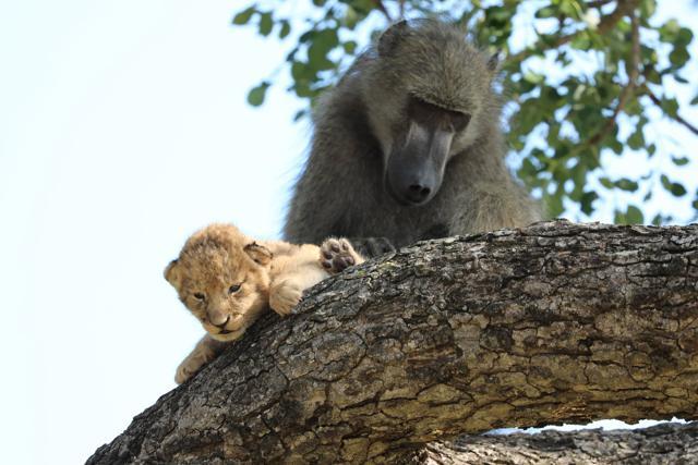 El babuino llevó al pequeño cachorro al árbol. (AP) El babuino llevó al pequeño cachorro al árbol. (AP)