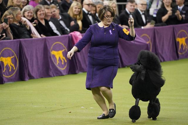 Siba the Standard Poodle competes during the Best in Show competition at the 2020 Westminster Kennel Club Dog Show at Madison Square Garden. (REUTERS) Siba the Standard Poodle competes during the Best in Show competition at the 2020 Westminster Kennel Club Dog Show at Madison Square Garden. (REUTERS)