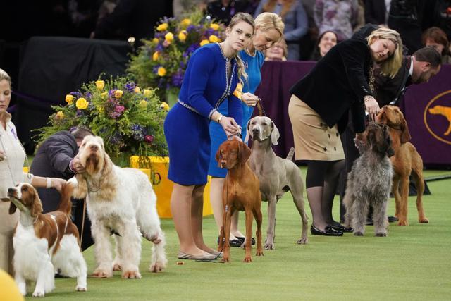 Dogs and their handlers take part in the Sporting group competition at the 2020 Westminster Kennel Club Dog Show at Madison Square Garden in New York City.i (REUTERS) Dogs and their handlers take part in the Sporting group competition at the 2020 Westminster Kennel Club Dog Show at Madison Square Garden in New York City.i (REUTERS)