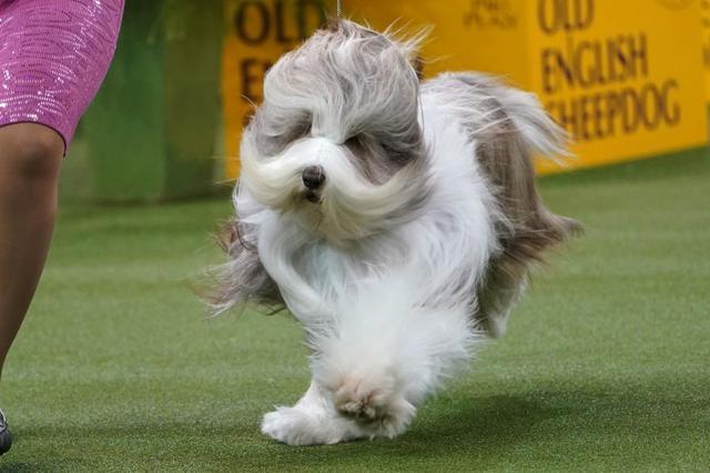 A dog competes at the 2020 Westminster Kennel Club Dog Show at Madison Square Garden in New York. (REUTERS) A dog competes at the 2020 Westminster Kennel Club Dog Show at Madison Square Garden in New York. (REUTERS)
