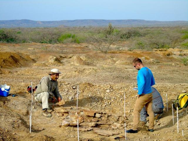 Colombian and Venezuelan paleontologists work together. (REUTERS) Colombian and Venezuelan paleontologists work together. (REUTERS)
