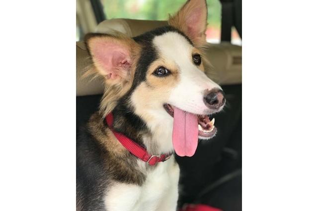 Rescue dog named Angel. Rescue dog named Angel.
