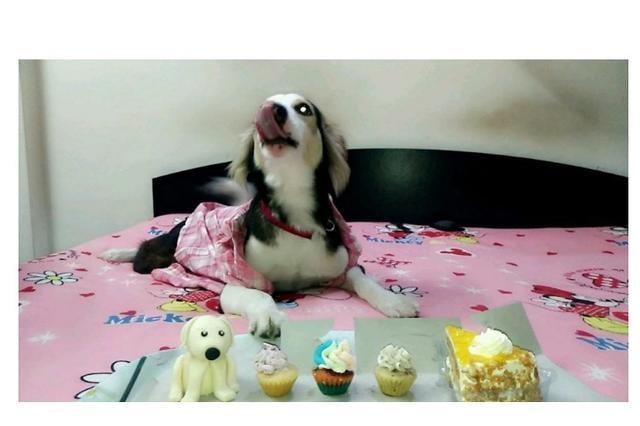 Angel with her birthday treats. Angel with her birthday treats.