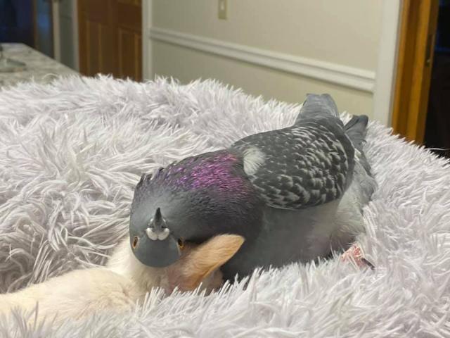 Herman and Lundy, pigeon and dog respectively, playing with each other. Herman and Lundy, pigeon and dog respectively, playing with each other.