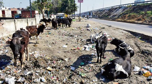 Stray cattle have become a cause of frequent accidents on roads in the town. (Gurpreet Singh/Ht)