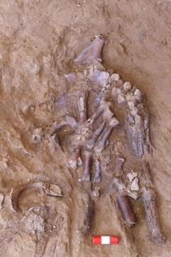 The bones of a Neanderthal's left hand emerging from the sediment in Shanidar Cave in northern Iraq, is seen in an undated photo. Courtesy of Graeme Barker/Handout via REUTERS. (via REUTERS) The bones of a Neanderthal's left hand emerging from the sediment in Shanidar Cave in northern Iraq, is seen in an undated photo. Courtesy of Graeme Barker/Handout via REUTERS. (via REUTERS)