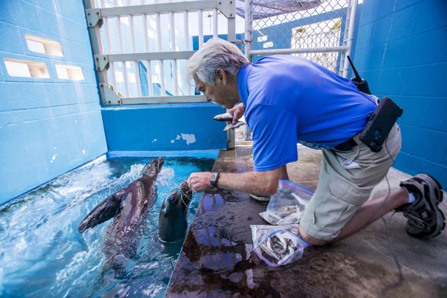 Animal park curator Jeff Pawloski feeds Niblet, left, and Brawler at Sea Life Park in Waimanalo, Hawaii. (AP) Animal park curator Jeff Pawloski feeds Niblet, left, and Brawler at Sea Life Park in Waimanalo, Hawaii. (AP)