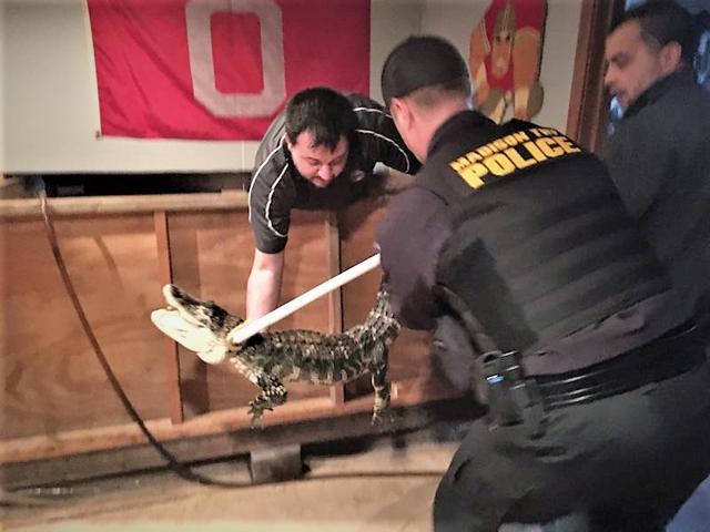 Officials rescuing the alligator. Officials rescuing the alligator.