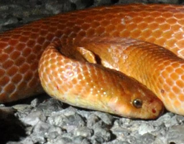 The image shows coral red kukri snake. The image shows coral red kukri snake.