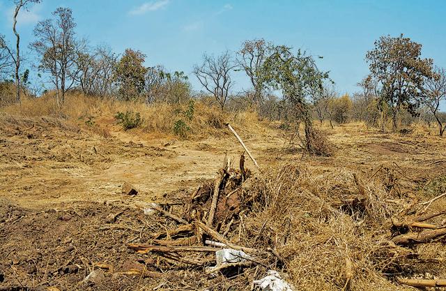 Gliricidia trees cut down on the Arai hill on Monday, February 24. The trees have also been planted on hill slopes on Mohammadwadi and Parvati. (Milind Saurkar/HT Photo)
