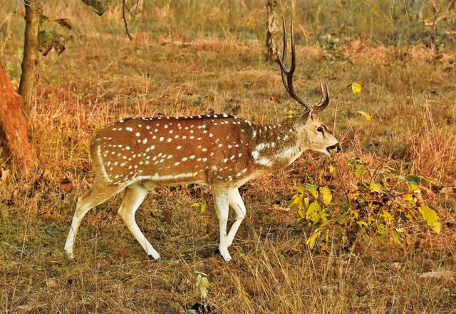 A spotted deer looking for his mate in the Panna forest (Saubhadra Chatterji) A spotted deer looking for his mate in the Panna forest (Saubhadra Chatterji)