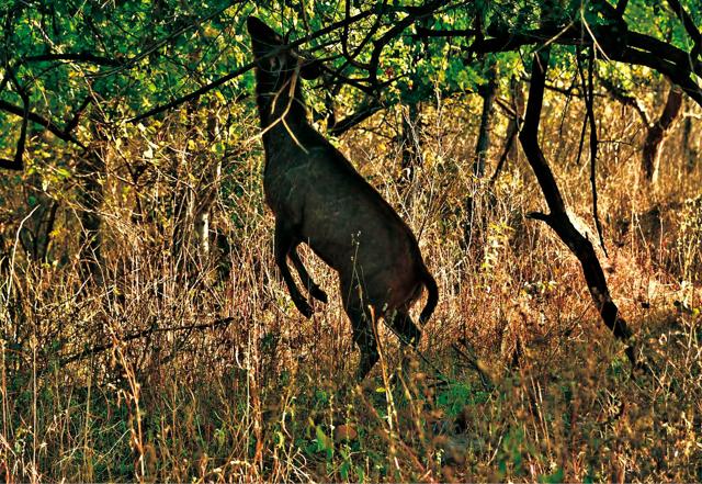 The sambar is one of the favourite meals for a tiger (Saubhadra Chatterji) The sambar is one of the favourite meals for a tiger (Saubhadra Chatterji)